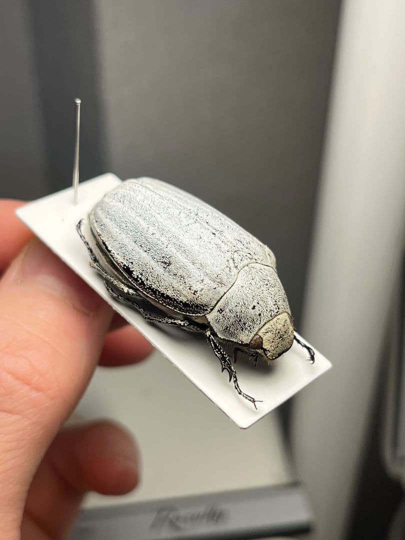【38mm】マッシロコガネ Cyphochi昆虫標本 プラチナコガネ