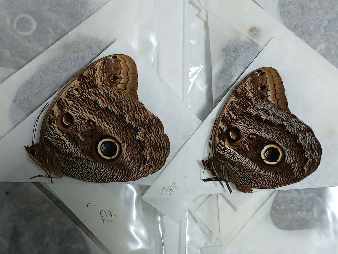 海外産標本｜コロンビア産 フクロウチョウ（猫頭鷹蝶）昆虫標本