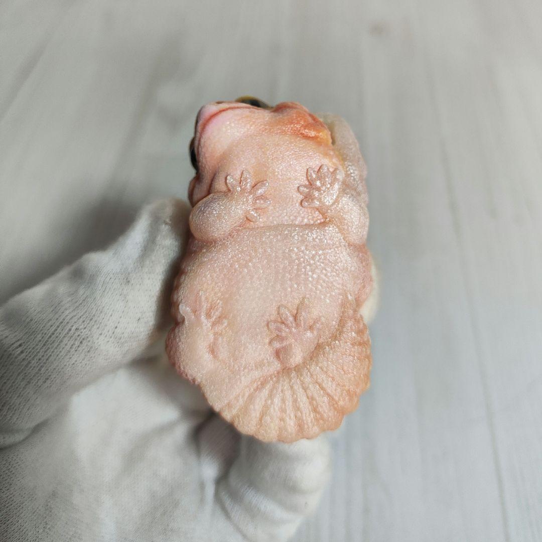 新年企画【動物の惑星】★ヒョウモントカゲモドキ（脱皮版）88体限定! フィギュア