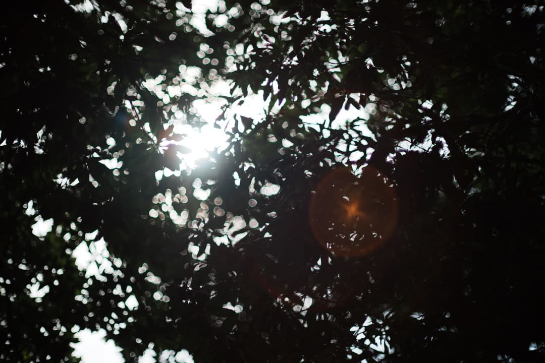 【鷹の目】MC-ROKKOR PG 58mm F1.2 後期 377