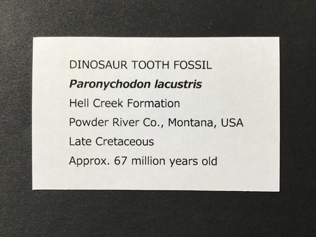恐竜 パロニコドン [DS402] 歯 化石 希少 レア