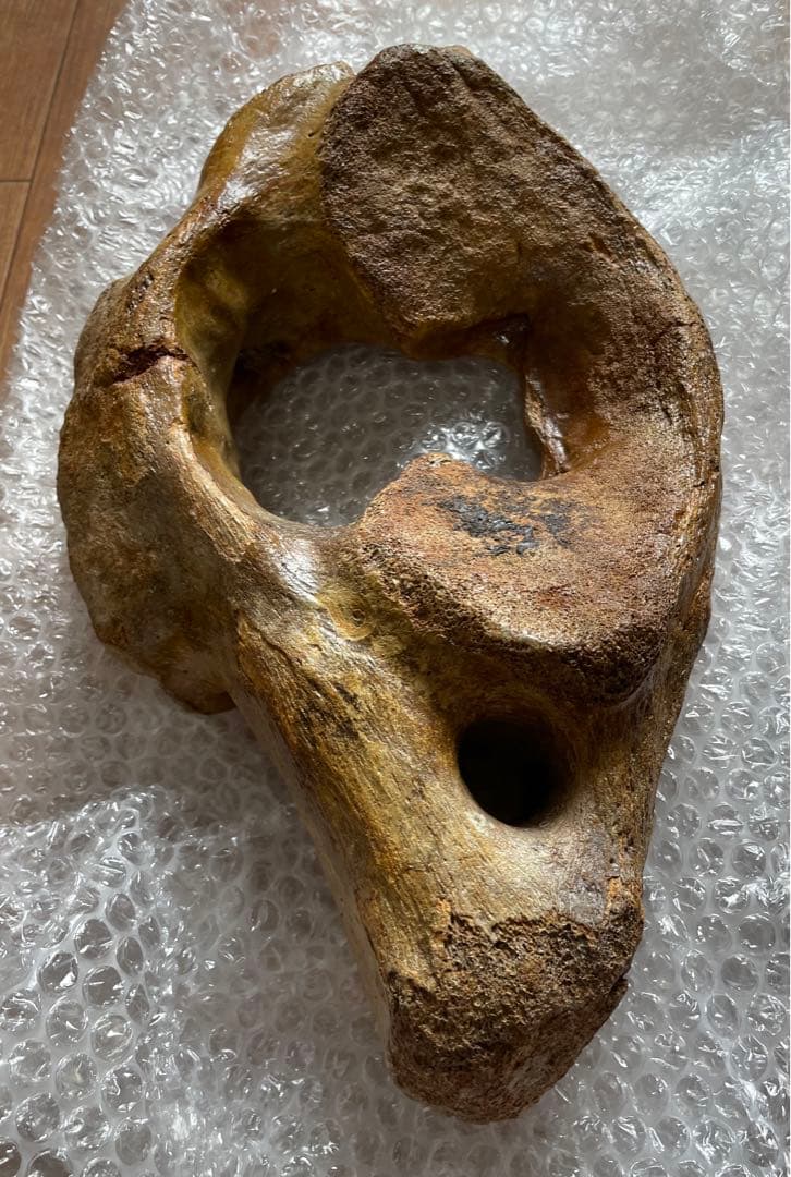 【期間限定セール】マンモスの環椎　化石　特大