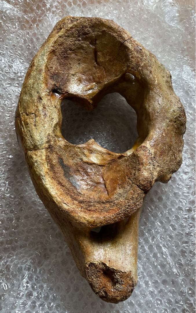 【期間限定セール】マンモスの環椎　化石　特大