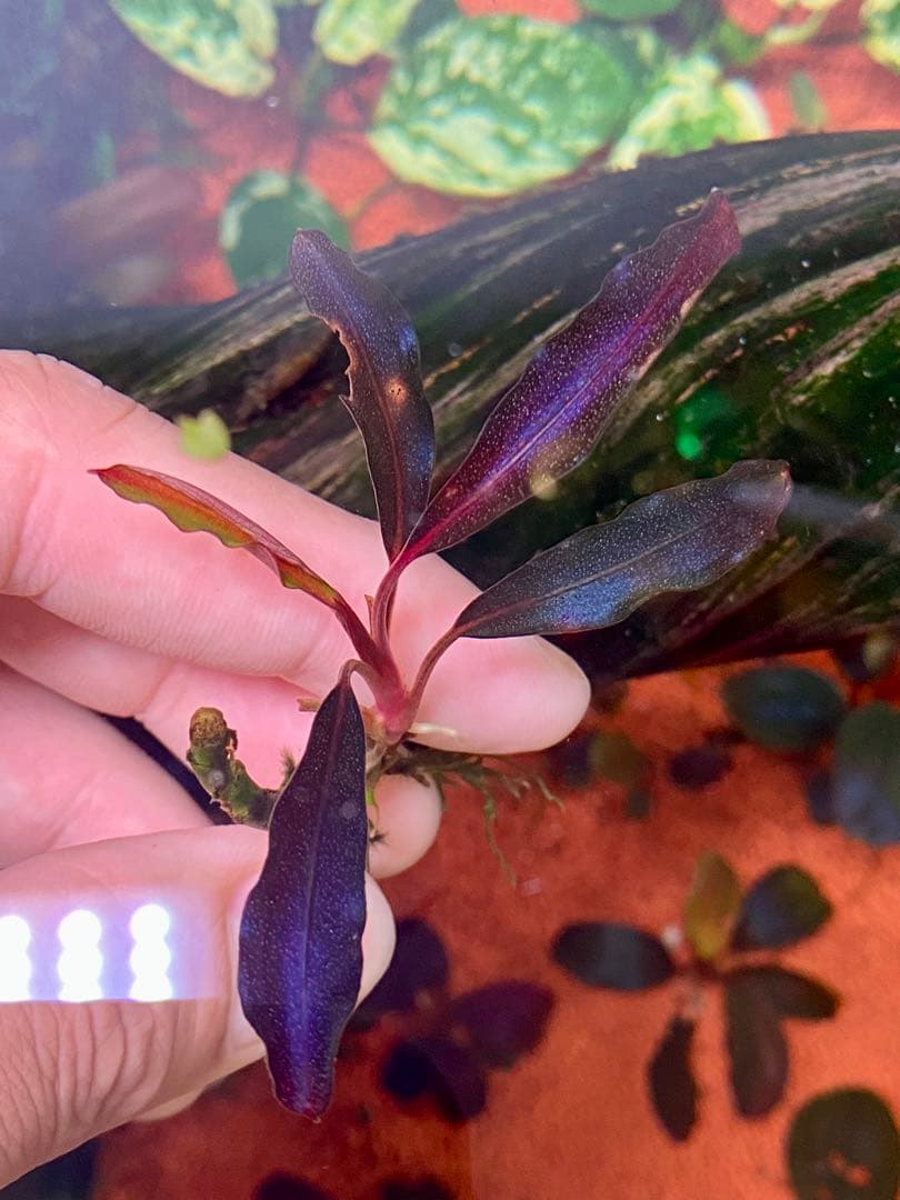 ブセファランドラspゴーストカリマンタン　3株