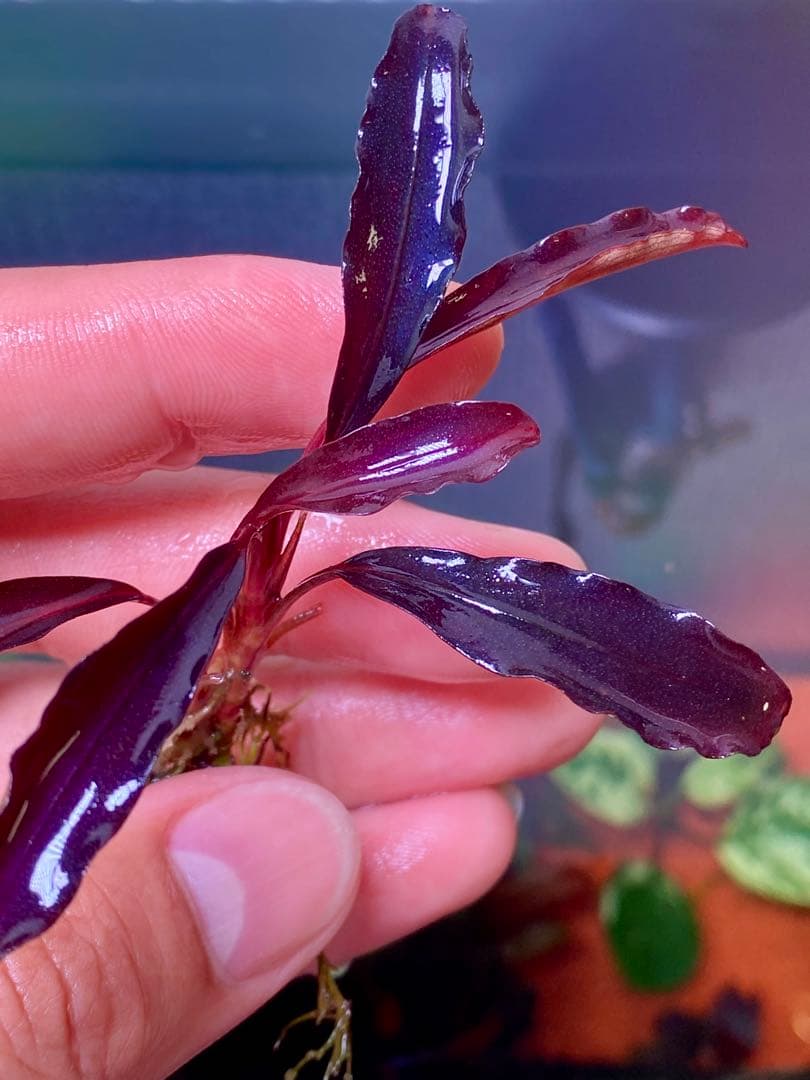 ブセファランドラspゴーストカリマンタン　3株