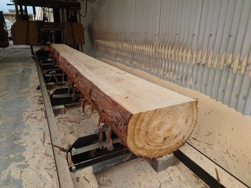 ひのき、すぎ、かんなくず (オガクズ) (購入、専用)