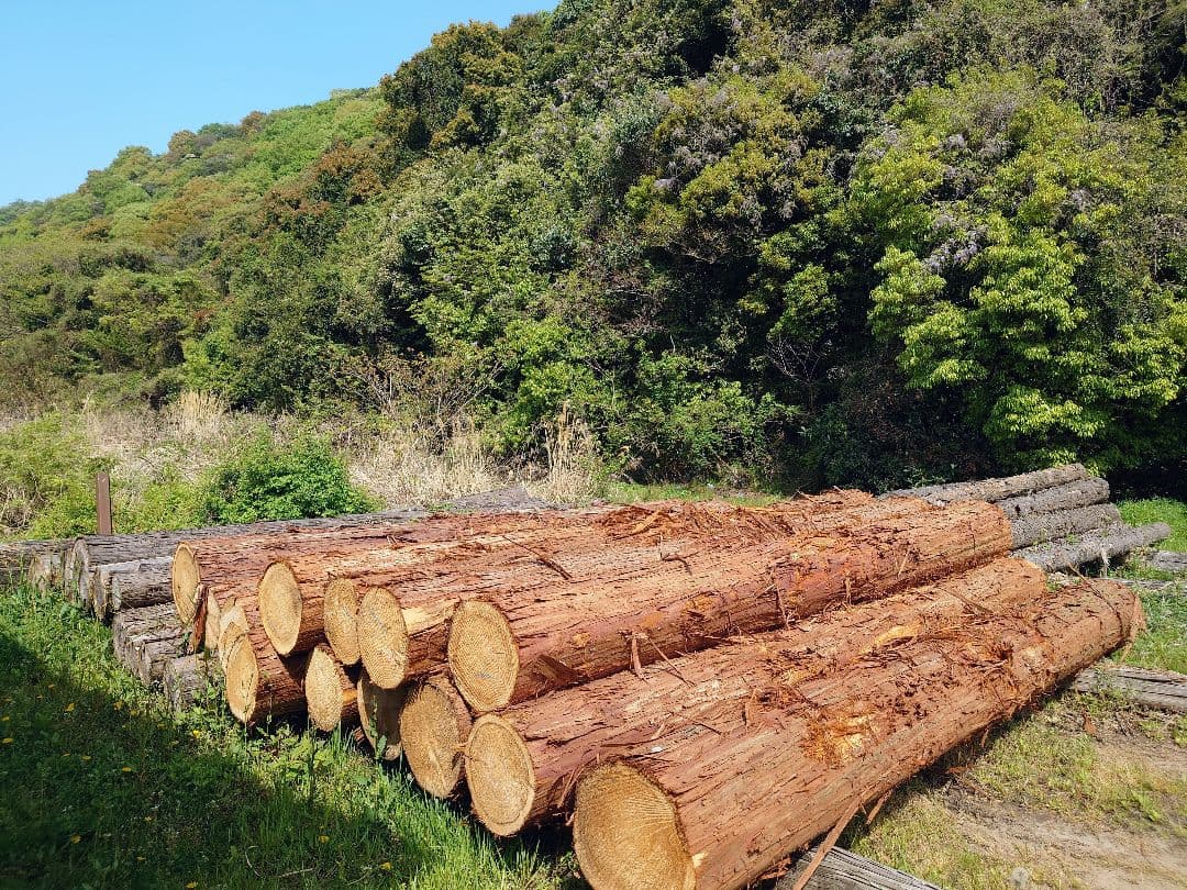 ひのき、すぎ、かんなくず (オガクズ) (購入、専用)