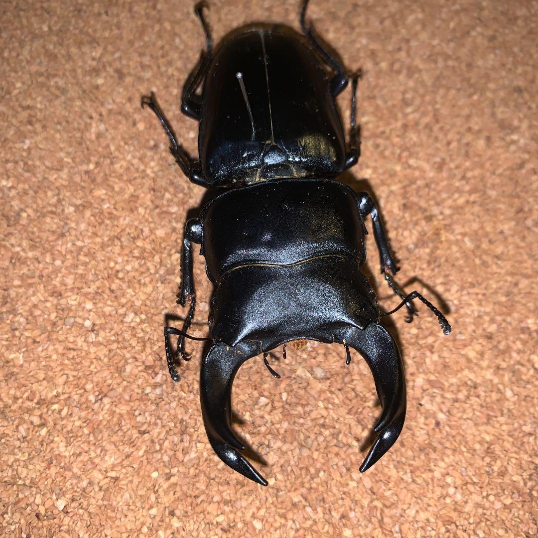 平成8年型　ホペイオオクワガタ飼育品78㍉