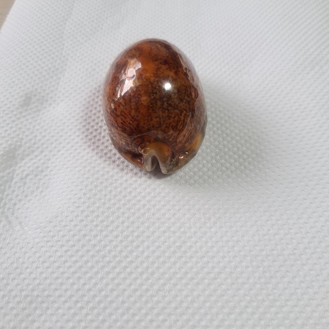 タカラガイ 貝殻 Histrio Rusty