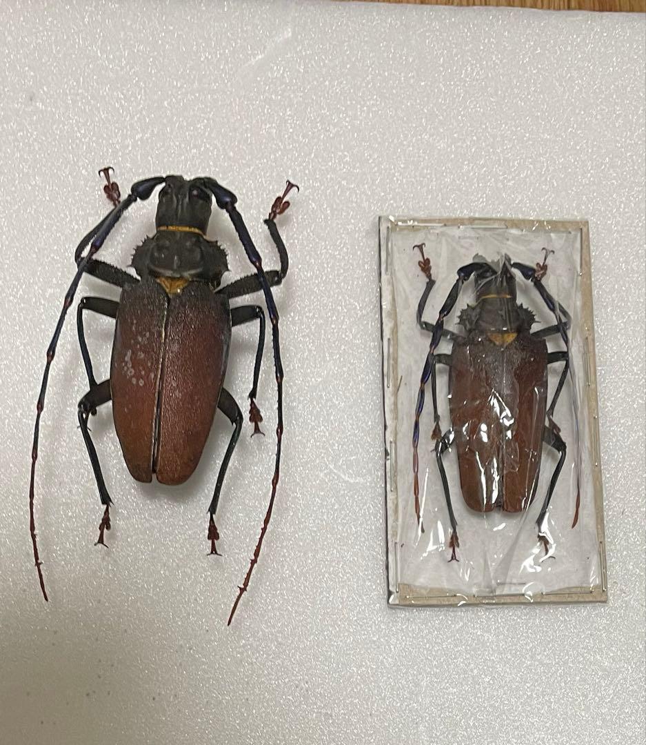 特大　南米　ウスバカミキリ　標本