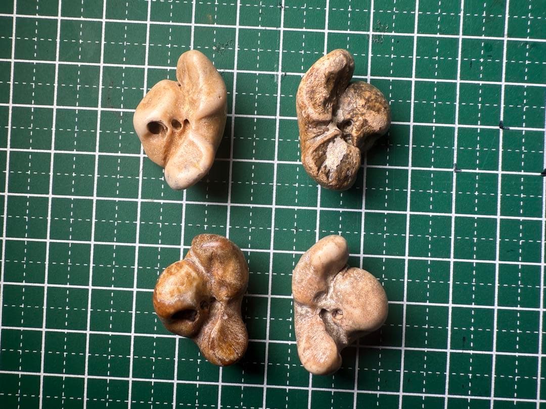 館山市　イルカの耳骨化石　布袋石