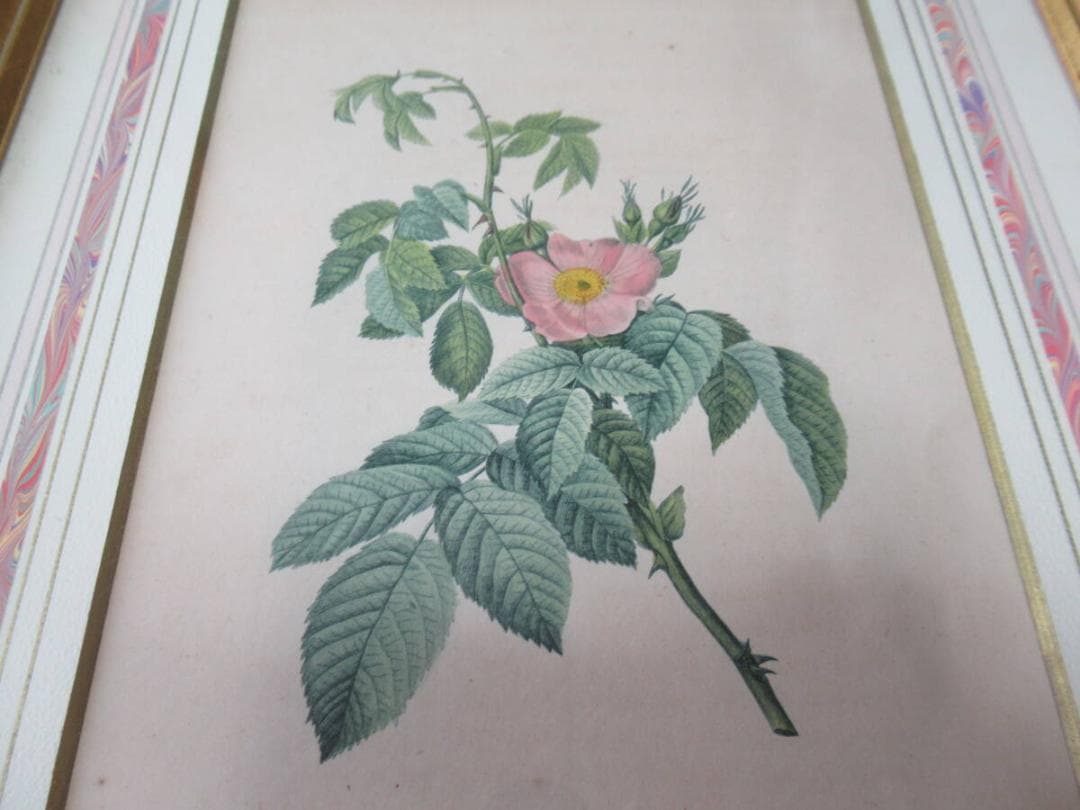 美品 三越発売 定価3万額装◆1835年 ルドゥーテ バラ図譜 ボタニカルアート