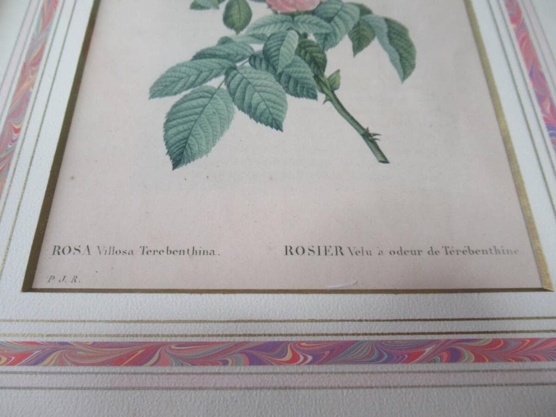 美品 三越発売 定価3万額装◆1835年 ルドゥーテ バラ図譜 ボタニカルアート