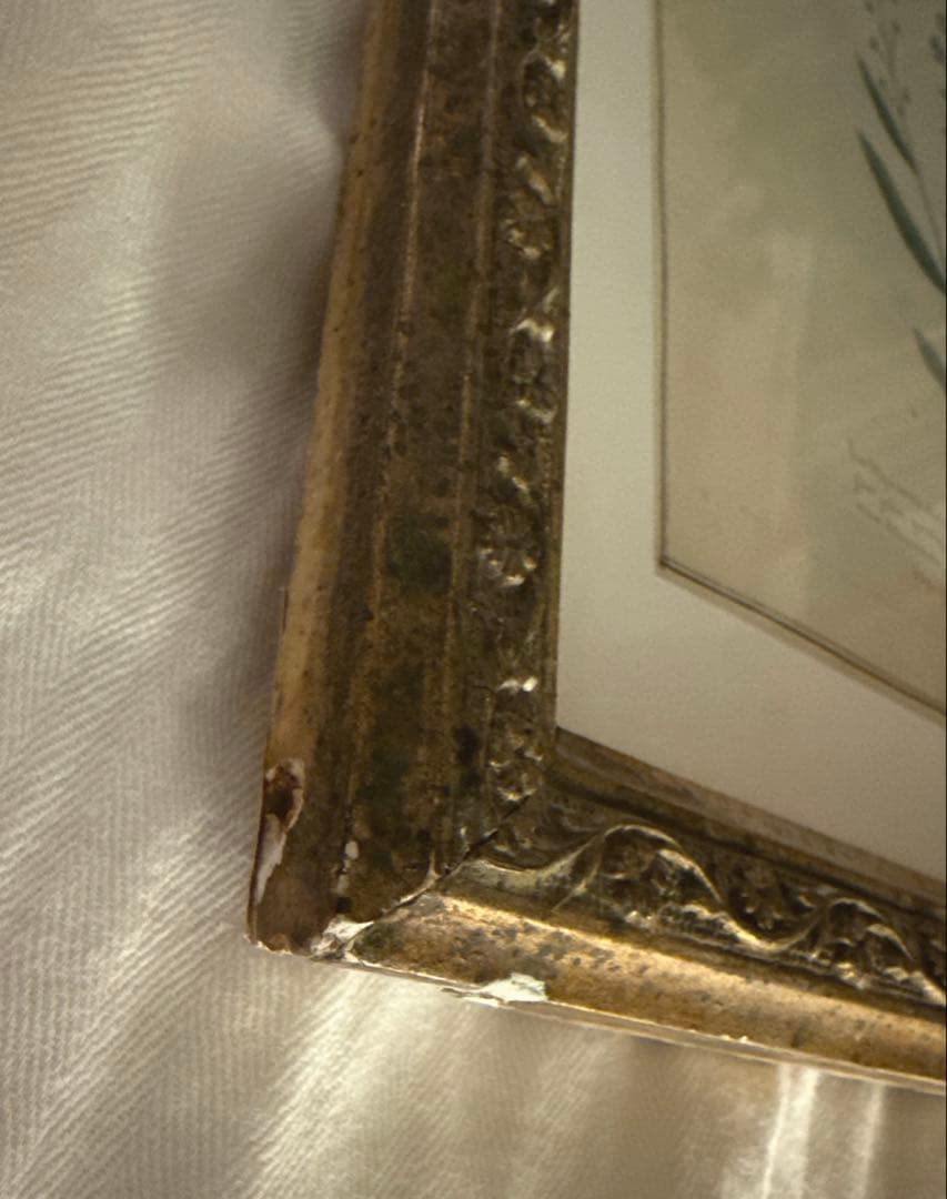 植物画 金色フレーム付き アンティーク