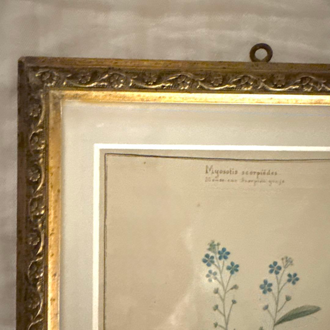 植物画 金色フレーム付き アンティーク