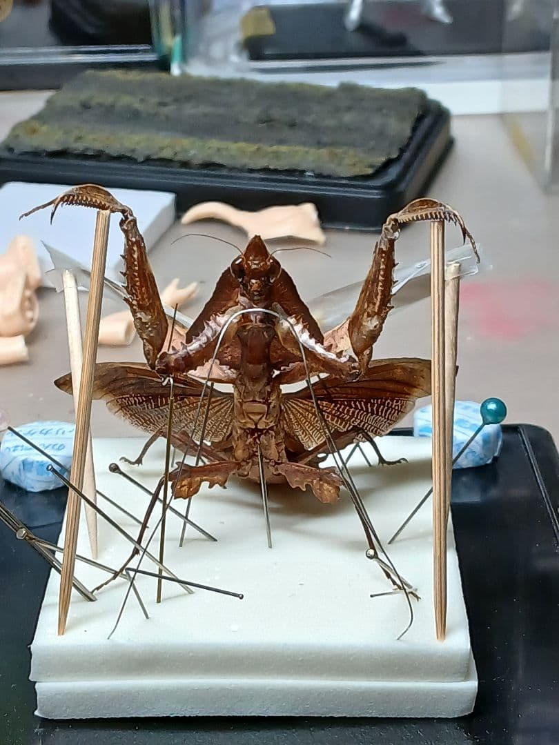 マオウカレハカマキリ ♀ 立体標本　魔王枯葉