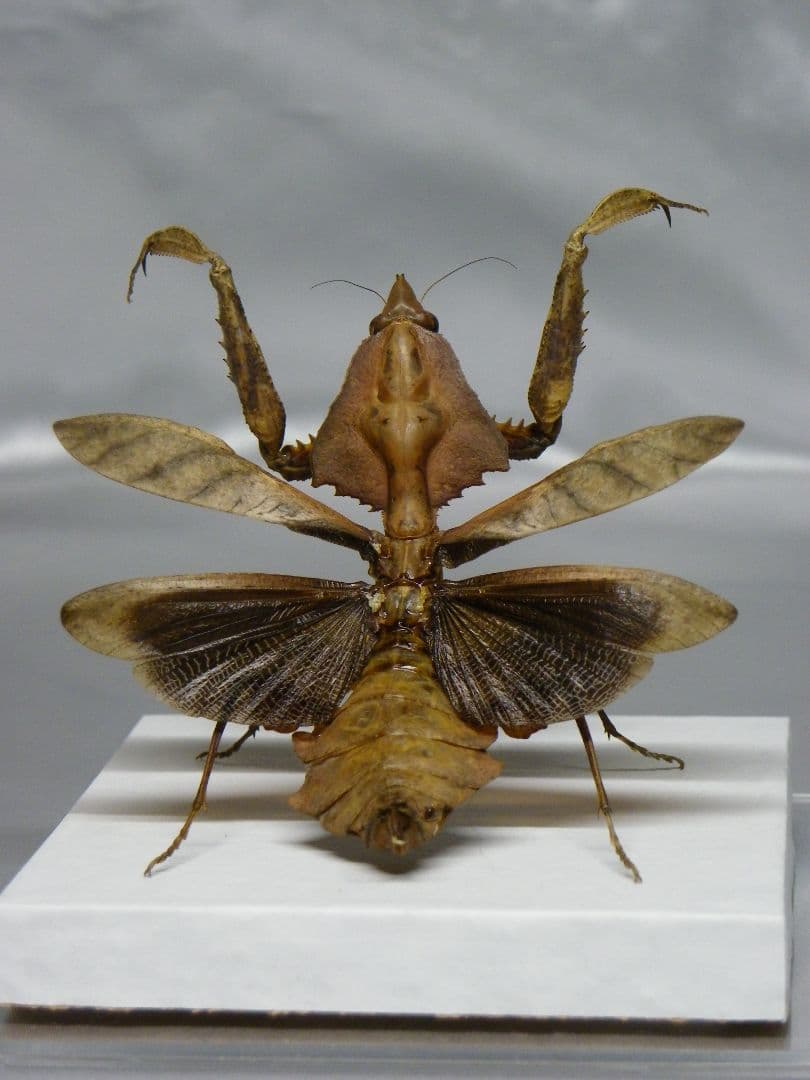 マオウカレハカマキリ ♀ 立体標本　魔王枯葉