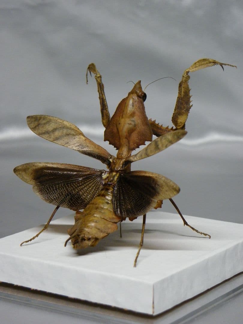 マオウカレハカマキリ ♀ 立体標本　魔王枯葉