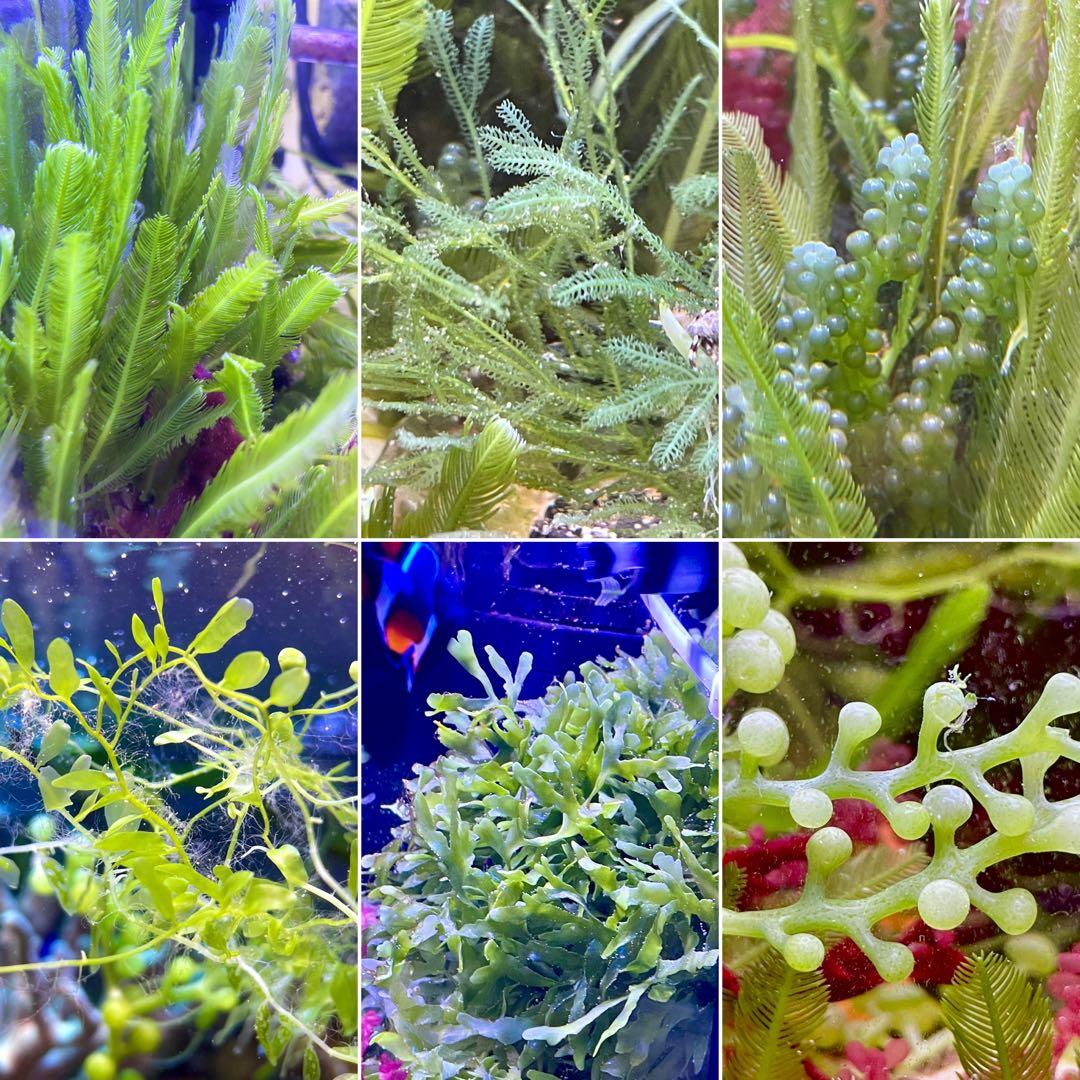 【匿名・宅急便配送】　海藻　紅藻 緑藻　気まぐれ出品！