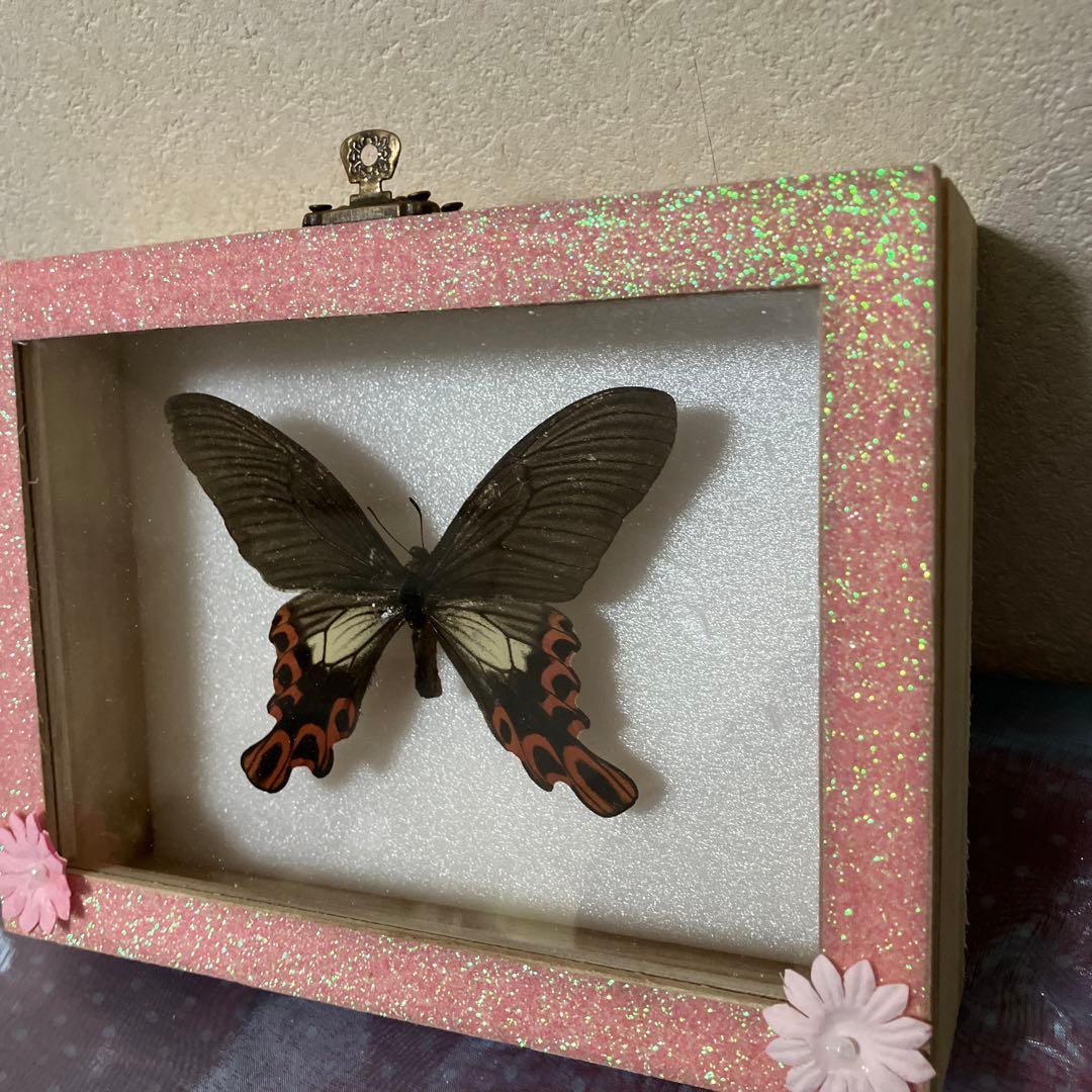 台湾フトオアゲハ