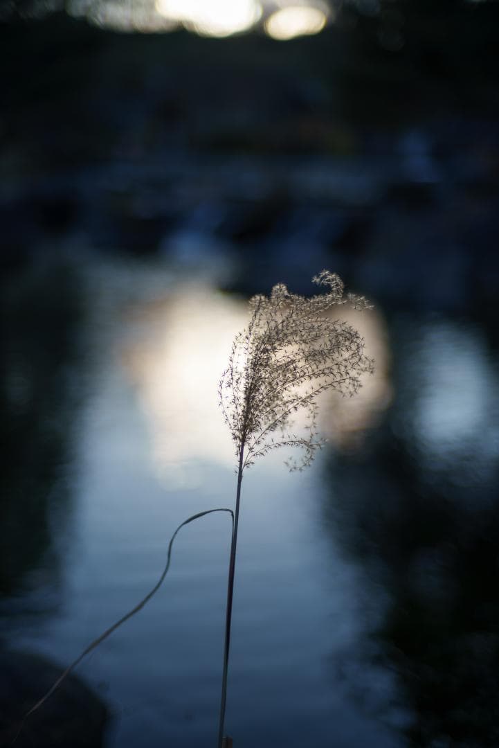 新品同様！Zeiss C Sonnar 50mm F1.5 ZM ライカM