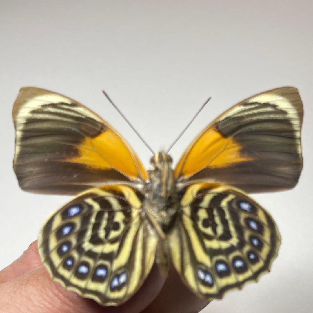 agrias phalcidon fournierae標本