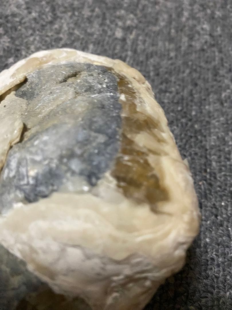 中身が結晶化した貝の化石