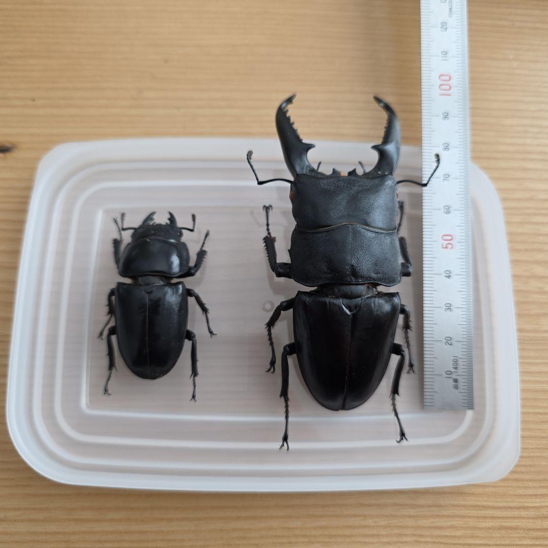 パラワンオオヒラタペア 標本 97mm・51mm