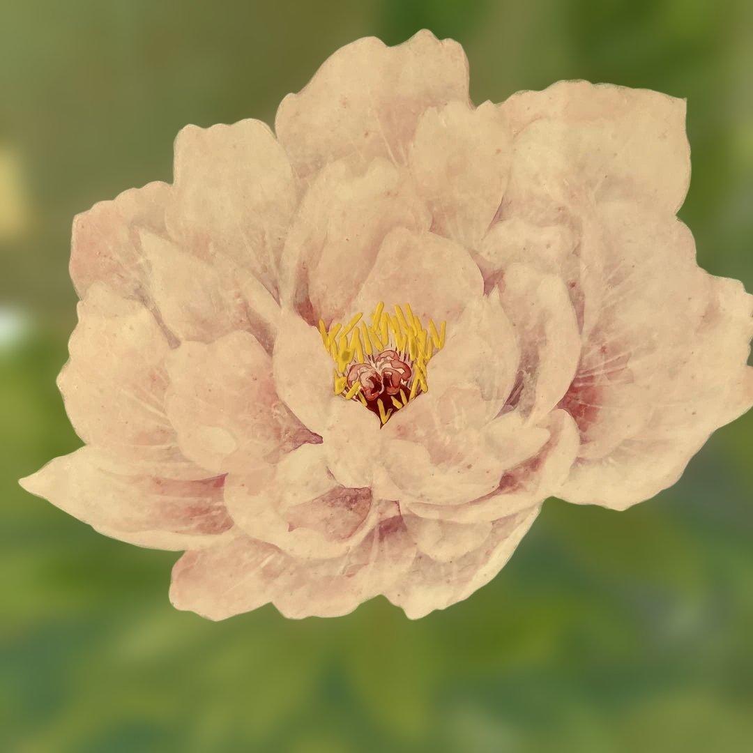 絵画　牡丹　　⚠️素人画