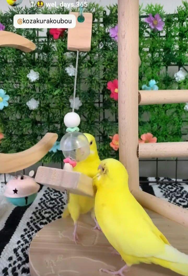 くるくる3点、吊り下げフォージングトイ色々セット　バードトイ　インコ