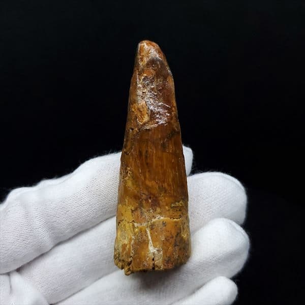 美品 スピノサウルス 本物 モロッコ産 61.52mm ケース付き sp363