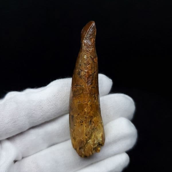 美品 スピノサウルス 本物 モロッコ産 61.52mm ケース付き sp363