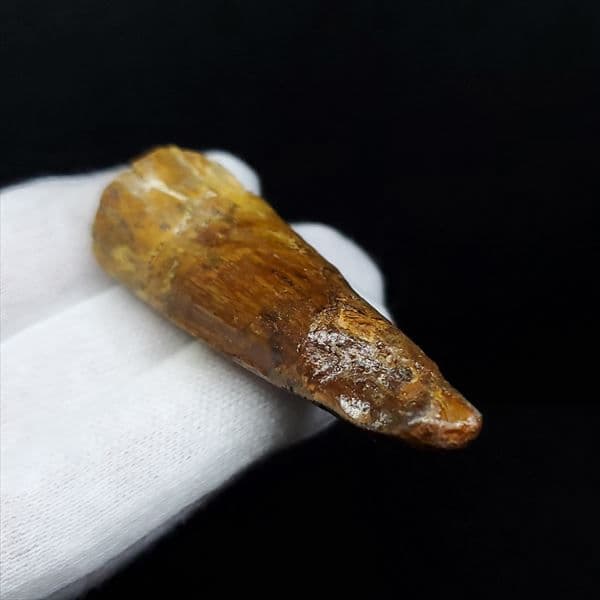 美品 スピノサウルス 本物 モロッコ産 61.52mm ケース付き sp363