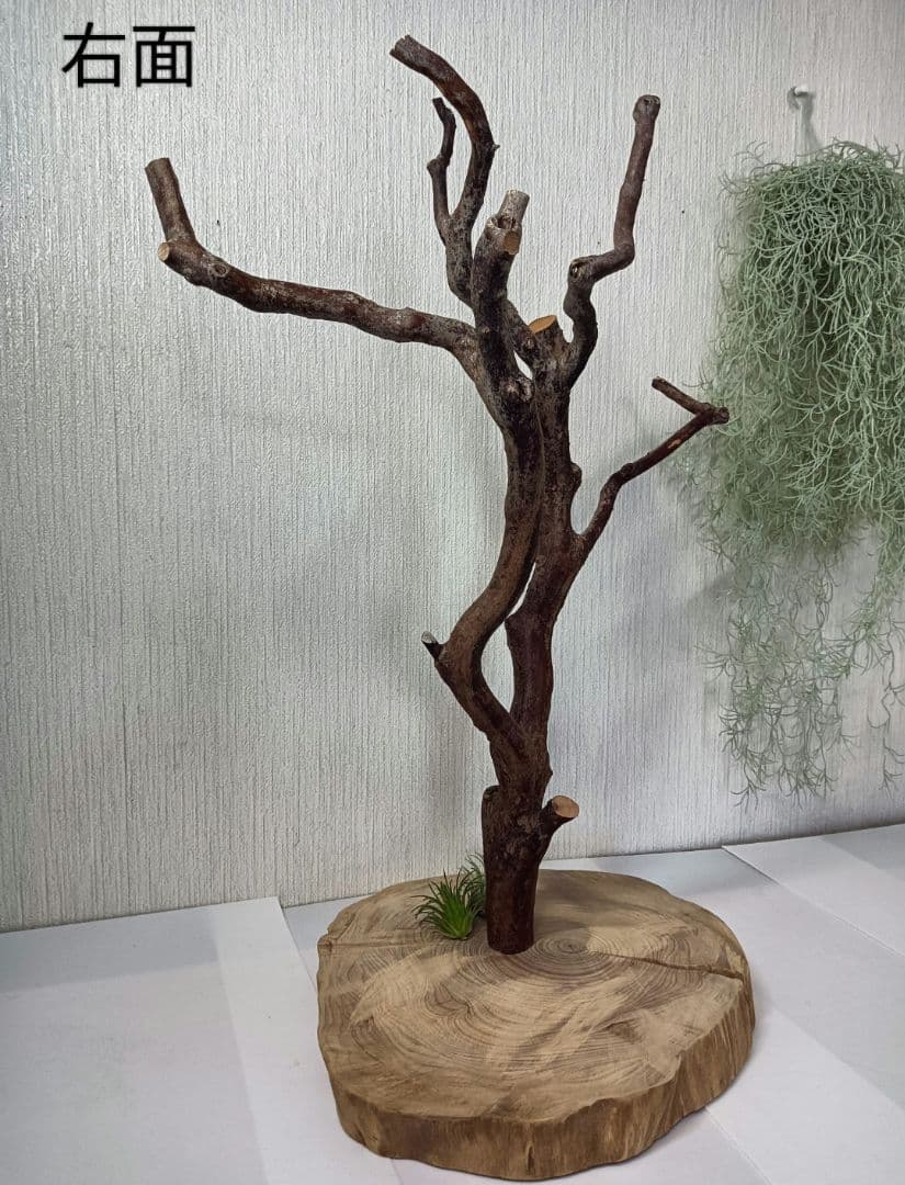 流木527　小鳥止まり木　卓上　バードアスレチック