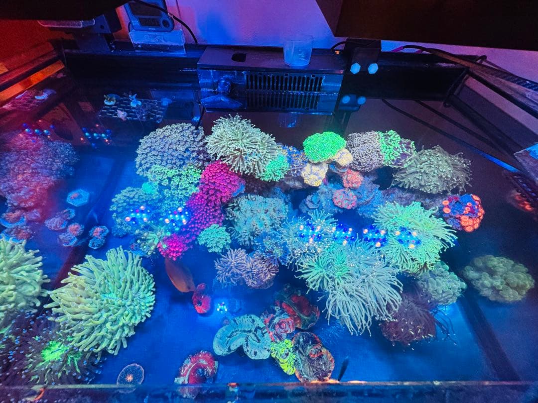 ゴールドトーチコラール　1ヘッド