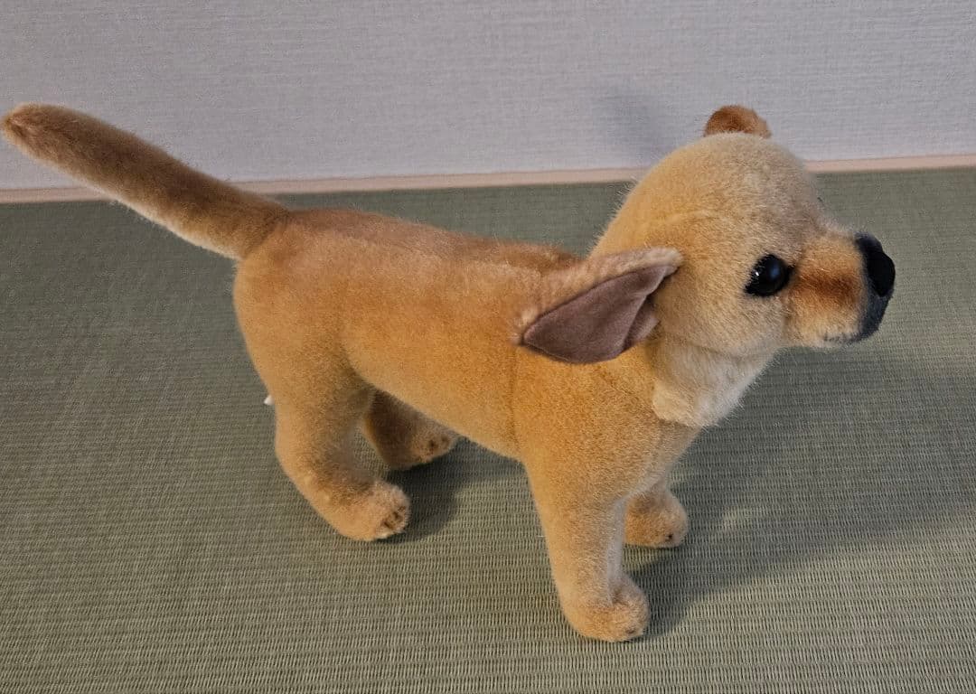 ケーセン チワワ