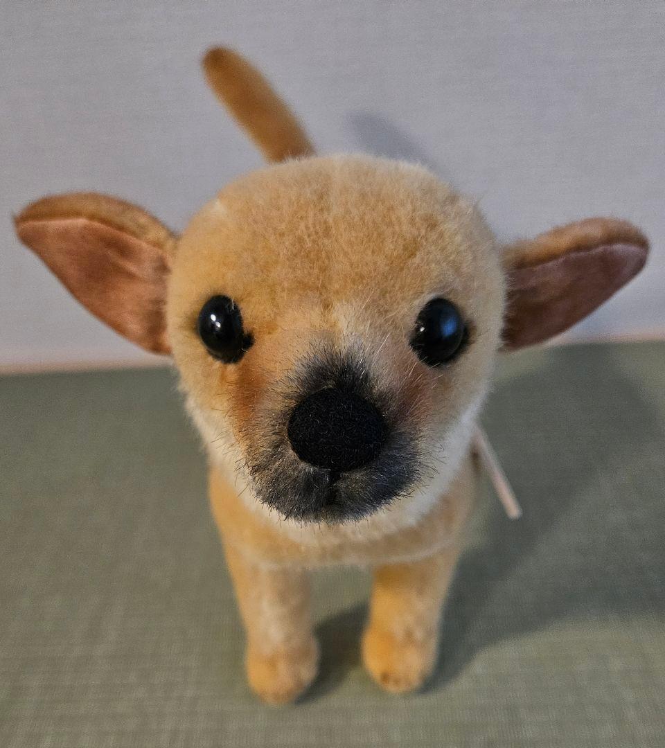 ケーセン チワワ