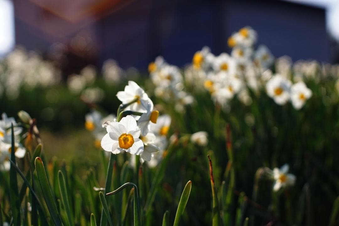 ニコン Nikkor-S Auto 50m f1.4