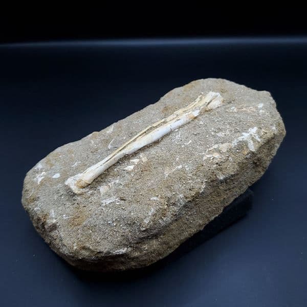 希少 アルシオーネ 骨 化石 本物 モロッコ産 188.43mm yk4