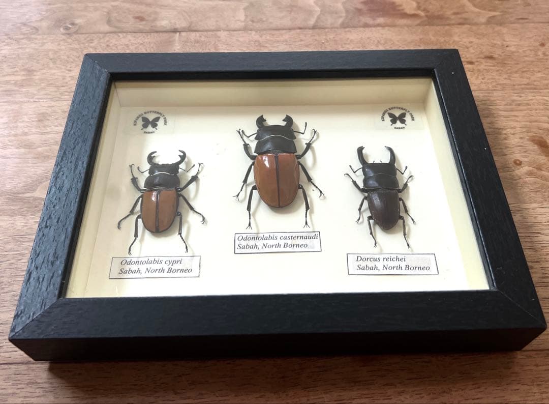 フレーム入り　 ボルネオ島クワガタムシ　標本