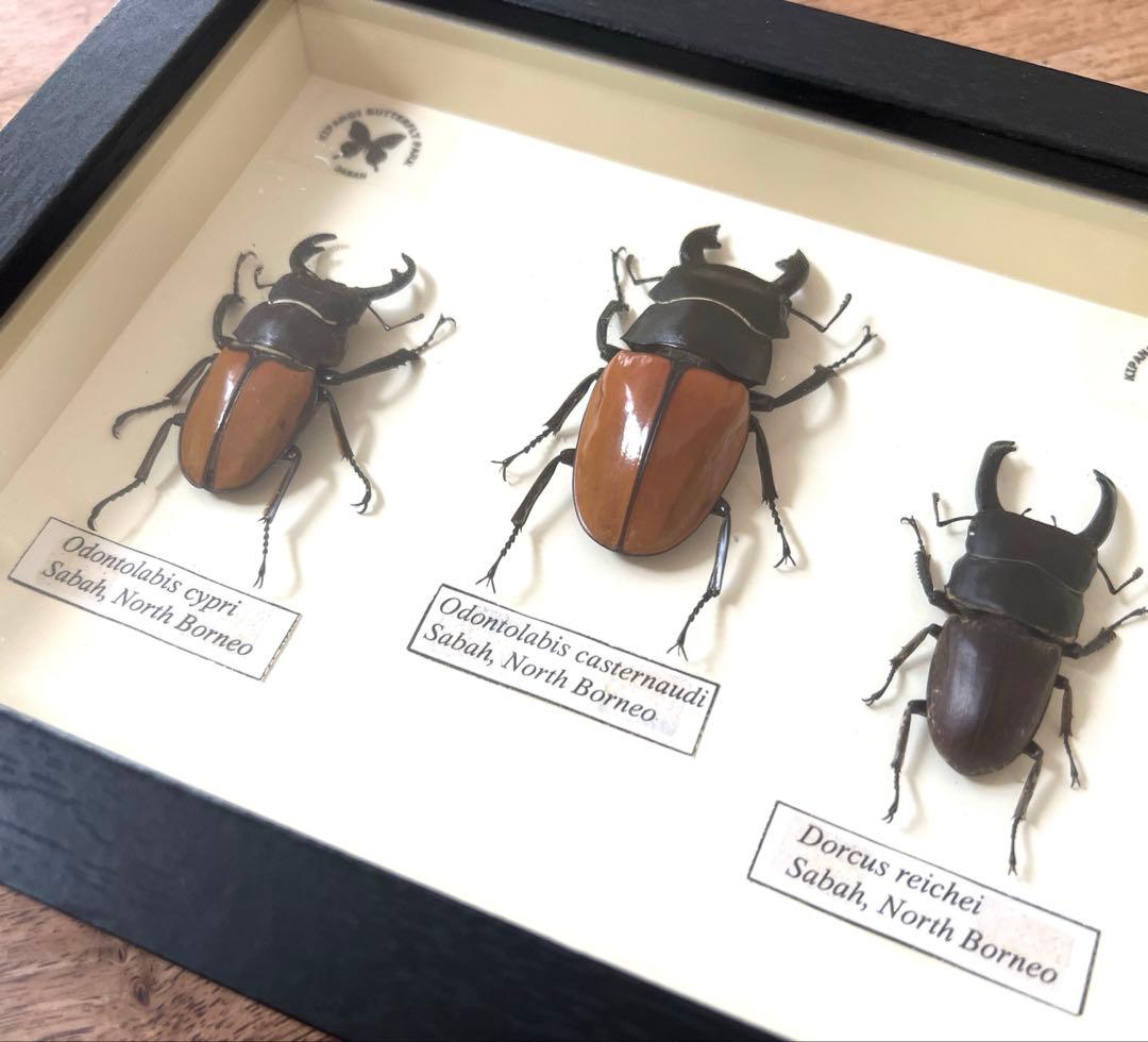 フレーム入り　 ボルネオ島クワガタムシ　標本