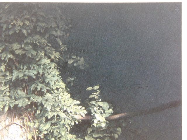 五味文彦、木霊の囁き、希少な画集より、新品高級額・額装付、状態良好