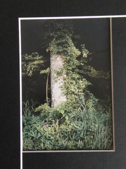 五味文彦、木霊の囁き、希少な画集より、新品高級額・額装付、状態良好