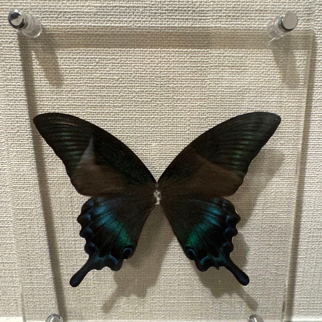 蝶の標本14匹セット