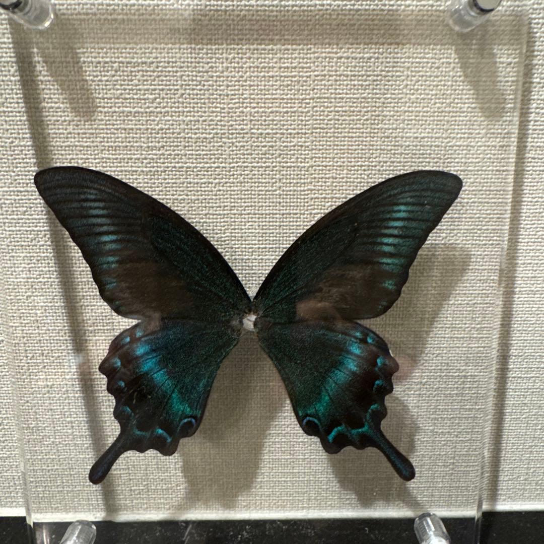 蝶の標本14匹セット