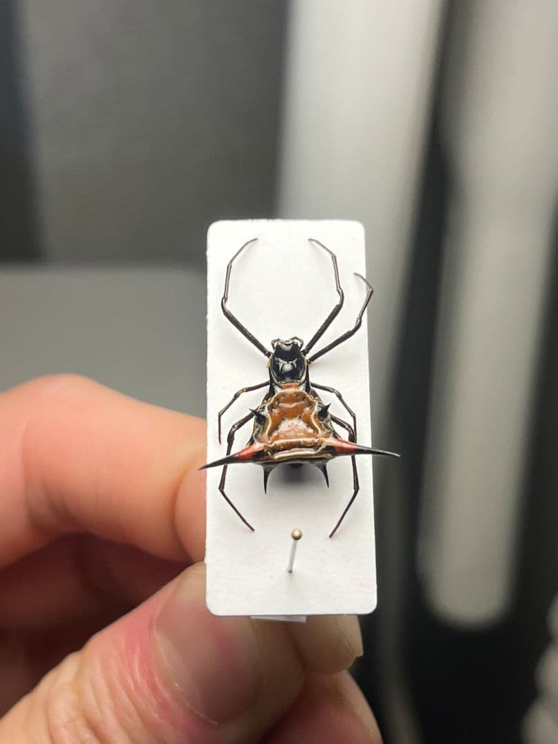 【標本】トゲグモ フレンチギアナハンツマン トゥルースパイダーマンティスムカデ