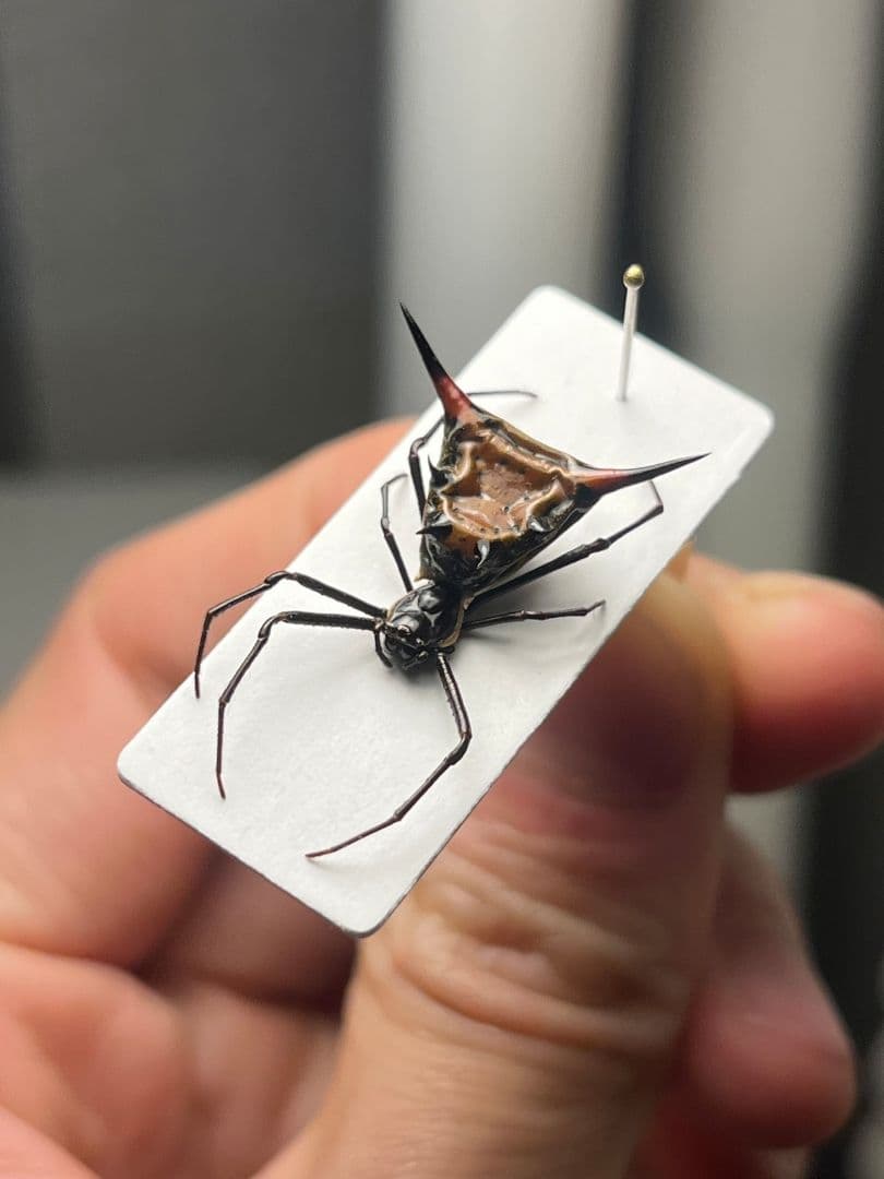 【標本】トゲグモ フレンチギアナハンツマン トゥルースパイダーマンティスムカデ
