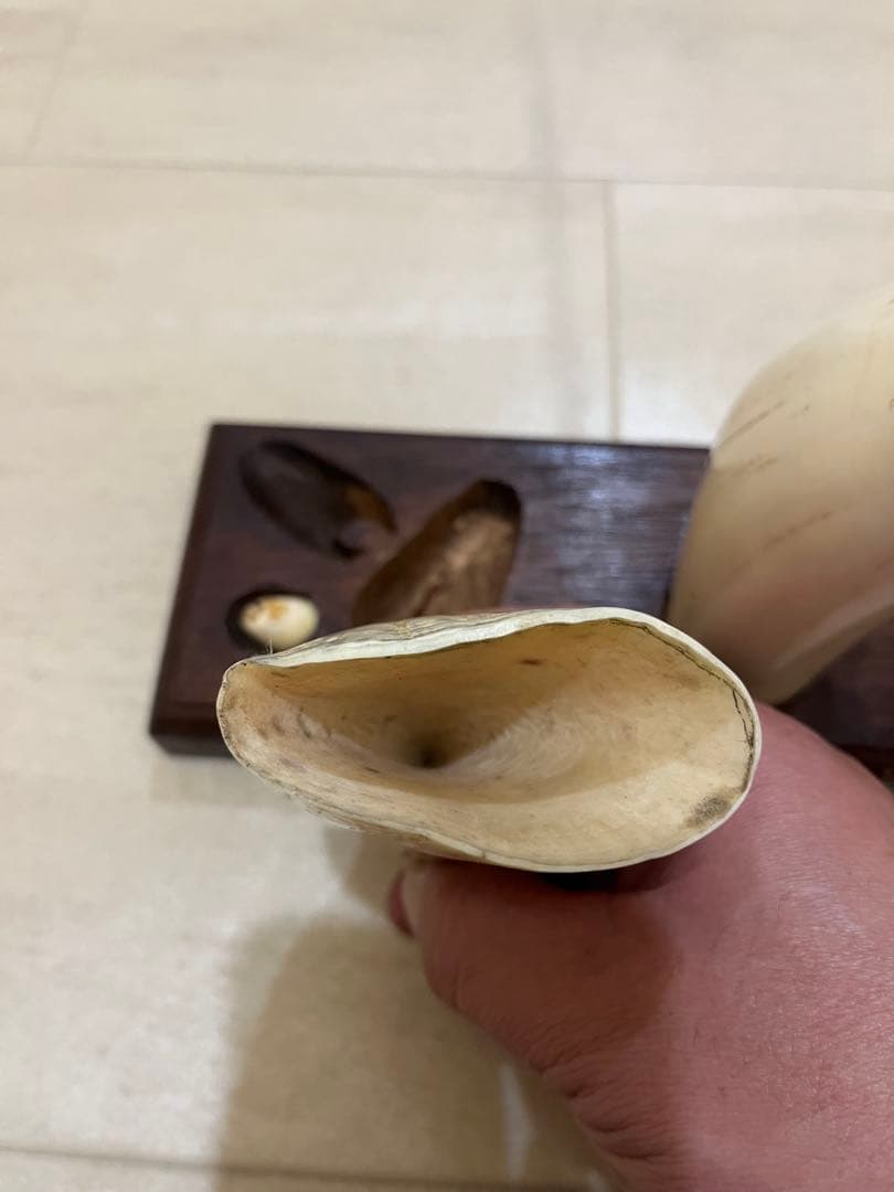 東*研様 希少　マッコウクジラの歯　置物