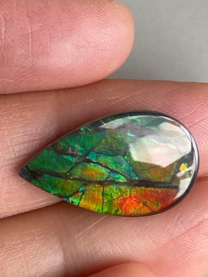 アンモライトルース　化石　原石　幅2.2cm 美品