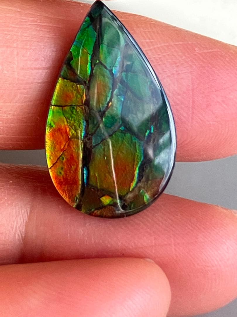 アンモライトルース　化石　原石　幅2.2cm 美品